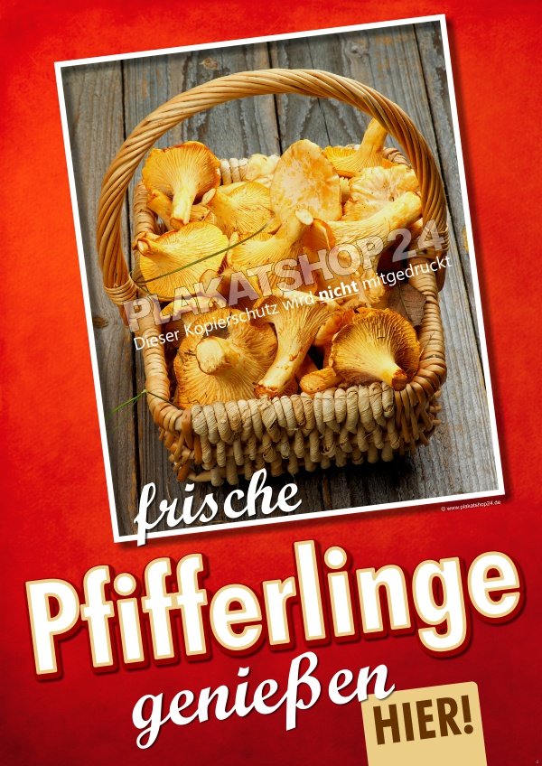 Plakat frische Pfifferlinge