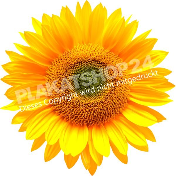 Aufkleber Sonnenblume
