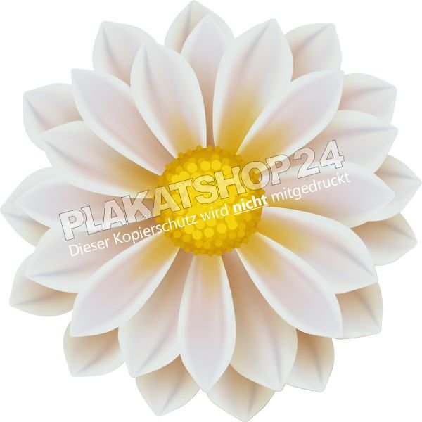 Blumenaufkleber weiße Dahlie
