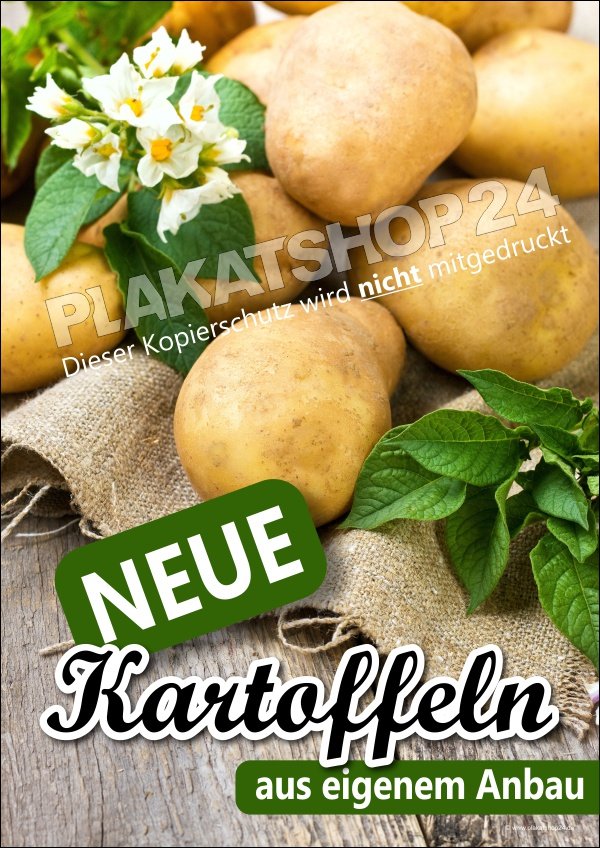 Werbeposter für Vermarktung Kartoffeln aus eigenem Anbau