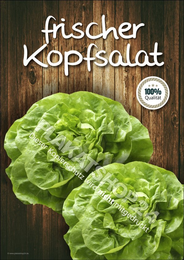 Plakat frischer Kopfsalat