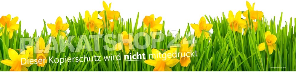 XA7425 Fensterfolie mit Foto frische Narzissen