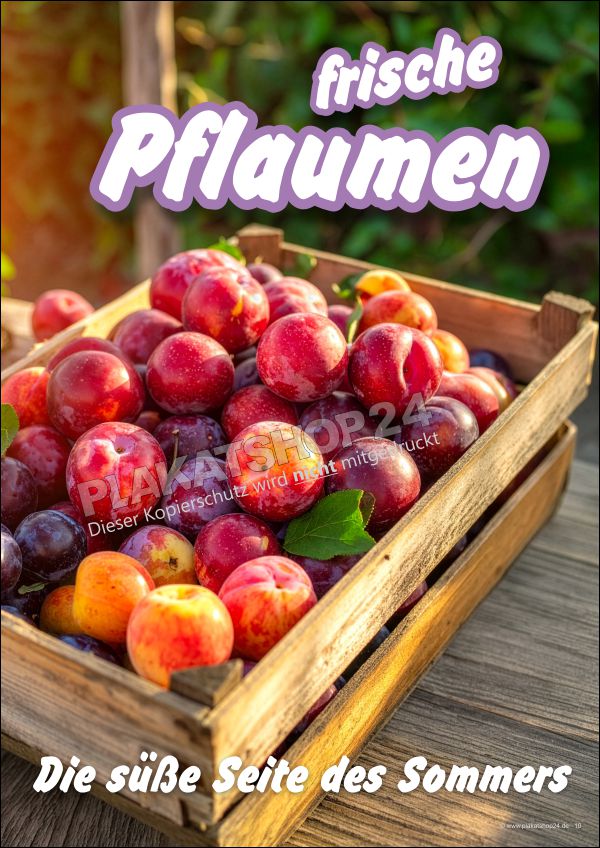 Plakat frische Pflaumen