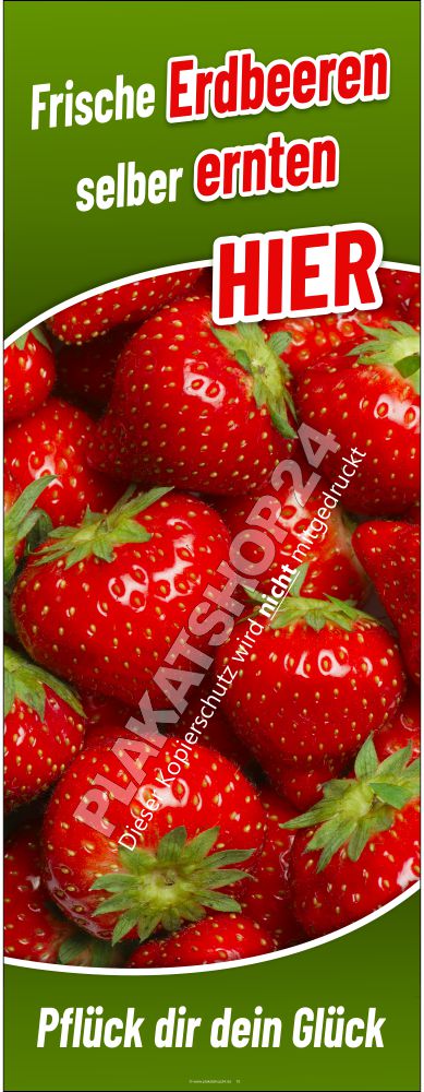 Erdbeerbanner frische Erdbeeren direkt vom Feld Erdbeerbanner frische Erdbeeren direkt vom Feld